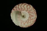 中文種名:血斑鐘螺學名:Trochus stellatus俗名:血斑鐘螺俗名（英文）:血斑鐘螺