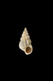 中文種名:小海螄螺學名:Gyroscala lamellosa俗名:小海螄螺俗名（英文）:小海螄螺