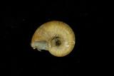 中文種名:高塔台灣山蝸牛學名:Cyclotus adamsi俗名:高塔台灣山蝸牛俗名（英文）:高塔台灣山蝸牛