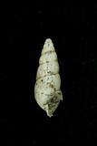 中文種名:摩里西司錐蝸牛學名:Allopeas mauritianum obesispira俗名:摩里西司錐蝸牛俗名（英文）:摩里西司錐蝸牛
