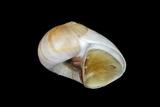 中文種名:薄殼玉螺學名:Polinices vesicalis俗名:薄殼玉螺俗名（英文）:薄殼玉螺