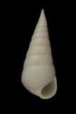 中文種名:白瓷螺學名:Balcis grandis俗名:白瓷螺俗名（英文）:白瓷螺