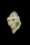 中文種名:紫口旋螺學名:Peristernia nassatula俗名:紫口旋螺俗名（英文）:紫口旋螺