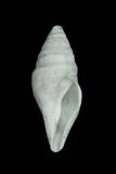 中文種名:梭形捲管螺學名:Bathytoma atractoides俗名:梭形捲管螺俗名（英文）:梭形捲管螺