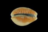 中文種名:紅花寶螺學名:Cypraea helvola helvola俗名:紅花寶螺俗名（英文）:紅花寶螺