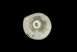 中文種名:花冠芋螺學名:Conus coronatus俗名:花冠芋螺俗名（英文）:花冠芋螺
