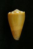 中文種名:晚霞芋螺學名:Conus lividus俗名:晚霞芋螺俗名（英文）:晚霞芋螺