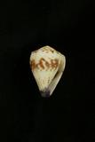 中文種名:花環芋螺學名:Conus sponsalis sponsalis俗名:花環芋螺俗名（英文）:花環芋螺