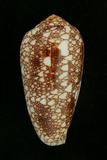 中文種名:金翎芋螺