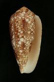 中文種名:金翎芋螺學名:Conus pennaceus pennaceus俗名:金翎芋螺俗名（英文）:金翎芋螺