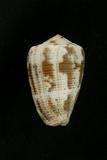 中文種名:黑雲芋螺