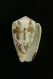 中文種名:黑雲芋螺學名:Conus nigropunctatus俗名:黑雲芋螺俗名（英文）:黑雲芋螺