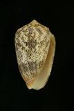 中文種名:紋身芋螺學名:Conus arenatus俗名:紋身芋螺俗名（英文）:紋身芋螺