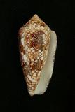 中文種名:虎斑芋螺學名:Conus canonicus俗名:虎斑芋螺俗名（英文）:虎斑芋螺