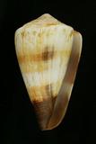 中文種名:柳絲芋螺學名:Conus miles俗名:柳絲芋螺俗名（英文）:柳絲芋螺