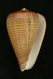 中文種名:黑線芋螺學名:Conus figulinus俗名:黑線芋螺俗名（英文）:黑線芋螺