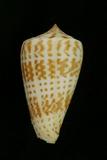 中文種名:長頸鹿芋螺