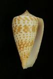 中文種名:長頸鹿芋螺學名:Conus inscriptus俗名:長頸鹿芋螺俗名（英文）:長頸鹿芋螺