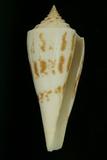 中文種名:西寶芋螺學名:Conus sieboldii俗名:西寶芋螺俗名（英文）:西寶芋螺