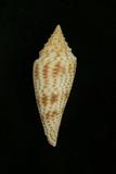 中文種名:歐氏芋螺
