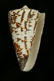 中文種名:刺繡芋螺學名:Conus thalassiarchus俗名:刺繡芋螺俗名（英文）:刺繡芋螺