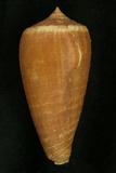 中文種名:光環芋螺學名:Conus radiatus俗名:光環芋螺俗名（英文）:光環芋螺