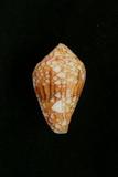中文種名:面紗芋螺學名:Conus retifer俗名:面紗芋螺俗名（英文）:面紗芋螺