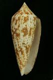 中文種名:長芋螺學名:Conus australis俗名:長芋螺俗名（英文）:長芋螺