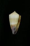 中文種名:紫端芋螺學名:Conus muriculatus俗名:紫端芋螺俗名（英文）:紫端芋螺