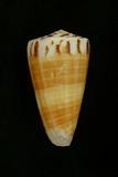 中文種名:焦黃芋螺