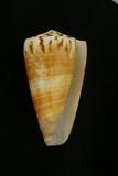 中文種名:焦黃芋螺學名:Conus planorbis俗名:焦黃芋螺俗名（英文）:焦黃芋螺