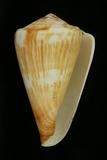 中文種名:旗幟芋螺學名:Conus vexillum俗名:旗幟芋螺俗名（英文）:旗幟芋螺