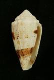 中文種名:雲朵芋螺學名:Conus varius俗名:雲朵芋螺俗名（英文）:雲朵芋螺