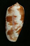 中文種名:鬱金香芋螺