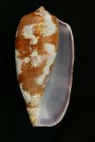 中文種名:鬱金香芋螺學名:Conus tulipa俗名:鬱金香芋螺俗名（英文）:鬱金香芋螺