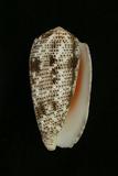 中文種名:飛蠅芋螺學名:Conus stercusmuscarum俗名:飛蠅芋螺俗名（英文）:飛蠅芋螺
