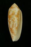 中文種名:飛彈芋螺學名:Conus nussatella俗名:飛彈芋螺俗名（英文）:飛彈芋螺