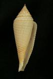 中文種名:假歐氏芋螺學名:Conus pseudorbignyi俗名:假歐氏芋螺俗名（英文）:假歐氏芋螺