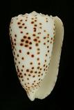 中文種名:芝麻芋螺學名:Conus pulicarius俗名:芝麻芋螺俗名（英文）:芝麻芋螺