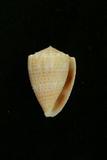 中文種名:麻斑芋螺學名:Conus abbreviatus俗名:麻斑芋螺俗名（英文）:麻斑芋螺