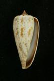 中文種名:灰色芋螺學名:Conus cinereus俗名:灰色芋螺俗名（英文）:灰色芋螺