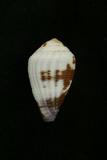 中文種名:鉛色芋螺