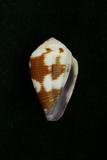 中文種名:鉛色芋螺學名:Conus scabriusculus俗名:鉛色芋螺俗名（英文）:鉛色芋螺