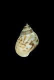 中文種名:波紋玉黍螺