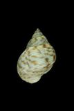 中文種名:波紋玉黍螺