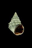 中文種名:顆粒玉黍螺學名:Nodilittorina pyramidalis俗名:顆粒玉黍螺俗名（英文）:顆粒玉黍螺