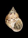 中文種名:粗紋玉黍螺學名:Littoraria scabra scabra俗名:粗紋玉黍螺俗名（英文）:粗紋玉黍螺