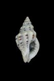 中文種名:稜結螺學名:Cronia margariticola margariticola俗名:稜結螺俗名（英文）:稜結螺