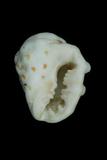 中文種名:黃齒岩螺學名:Drupa ricina ricina俗名:黃齒岩螺俗名（英文）:黃齒岩螺