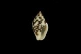 中文種名:麥螺學名:Pyrene testudinaria testudinaria俗名:麥螺俗名（英文）:麥螺